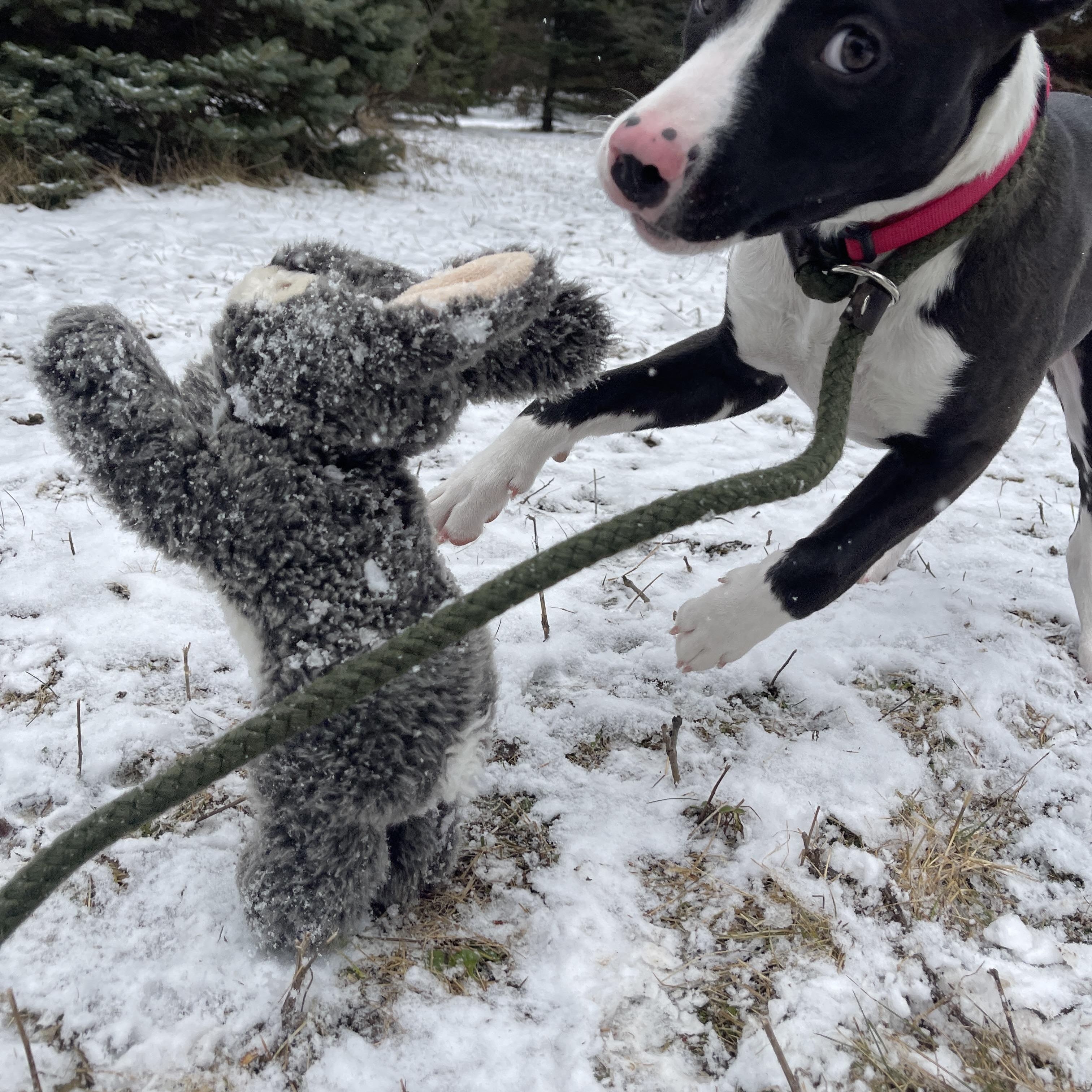 Prancer — thumbnail 4