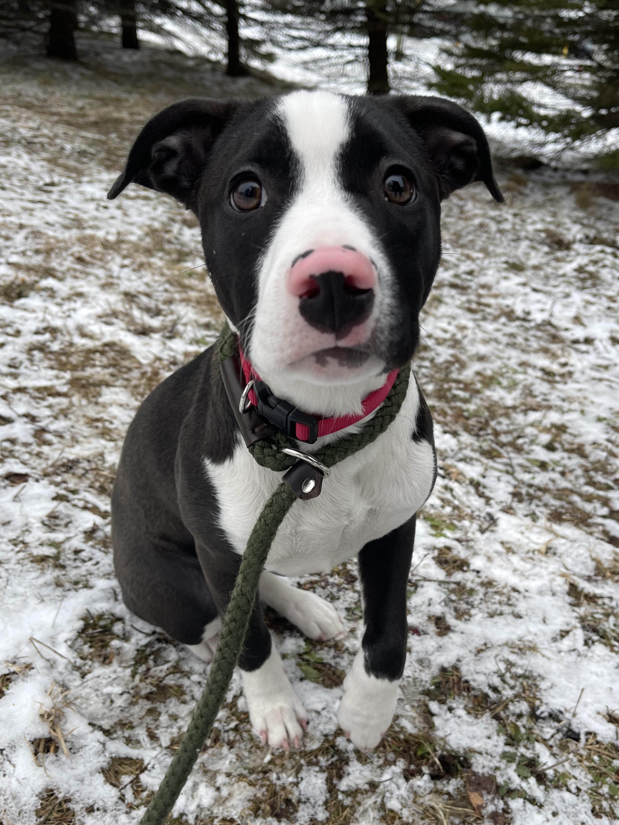 Prancer — thumbnail 5