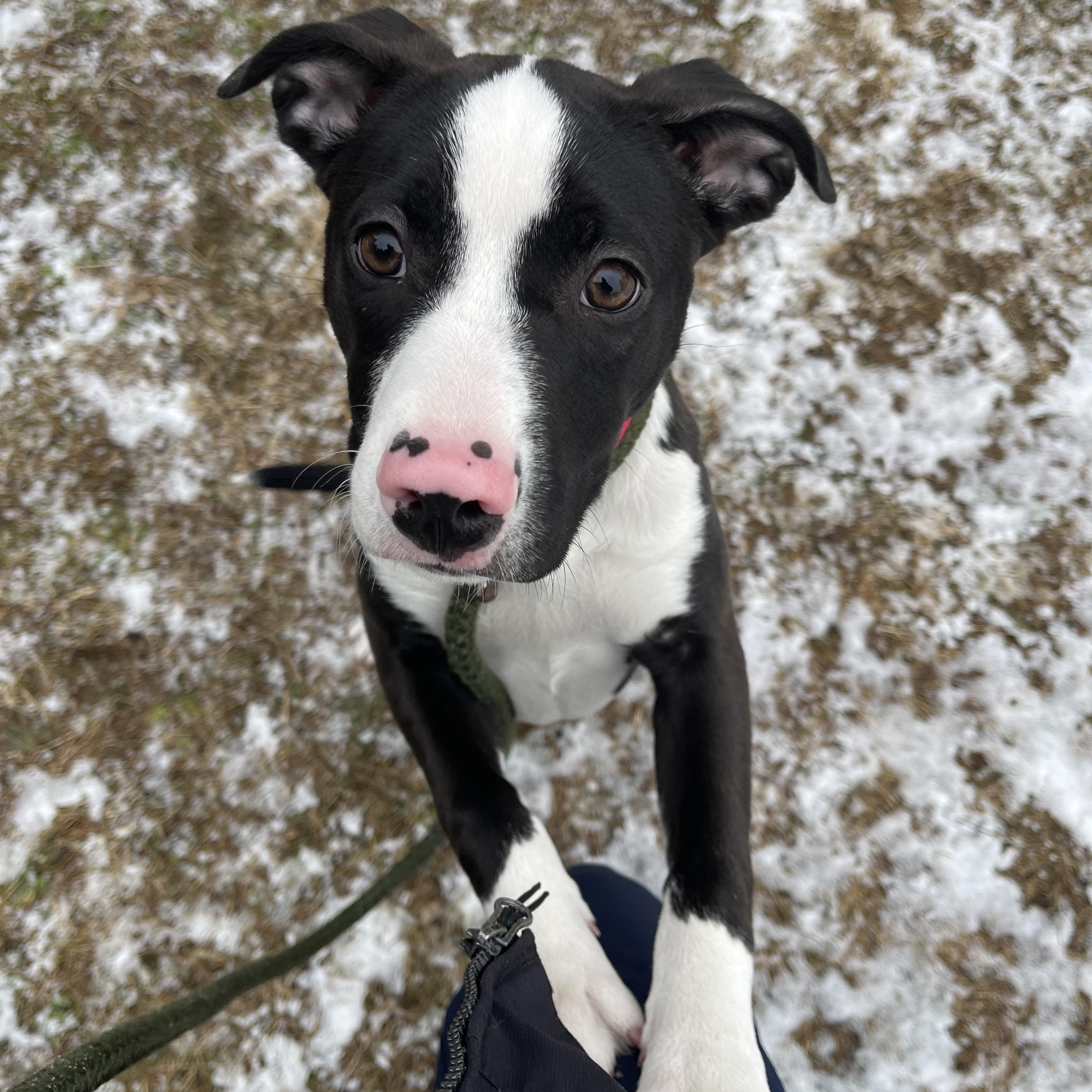 Prancer — thumbnail 6