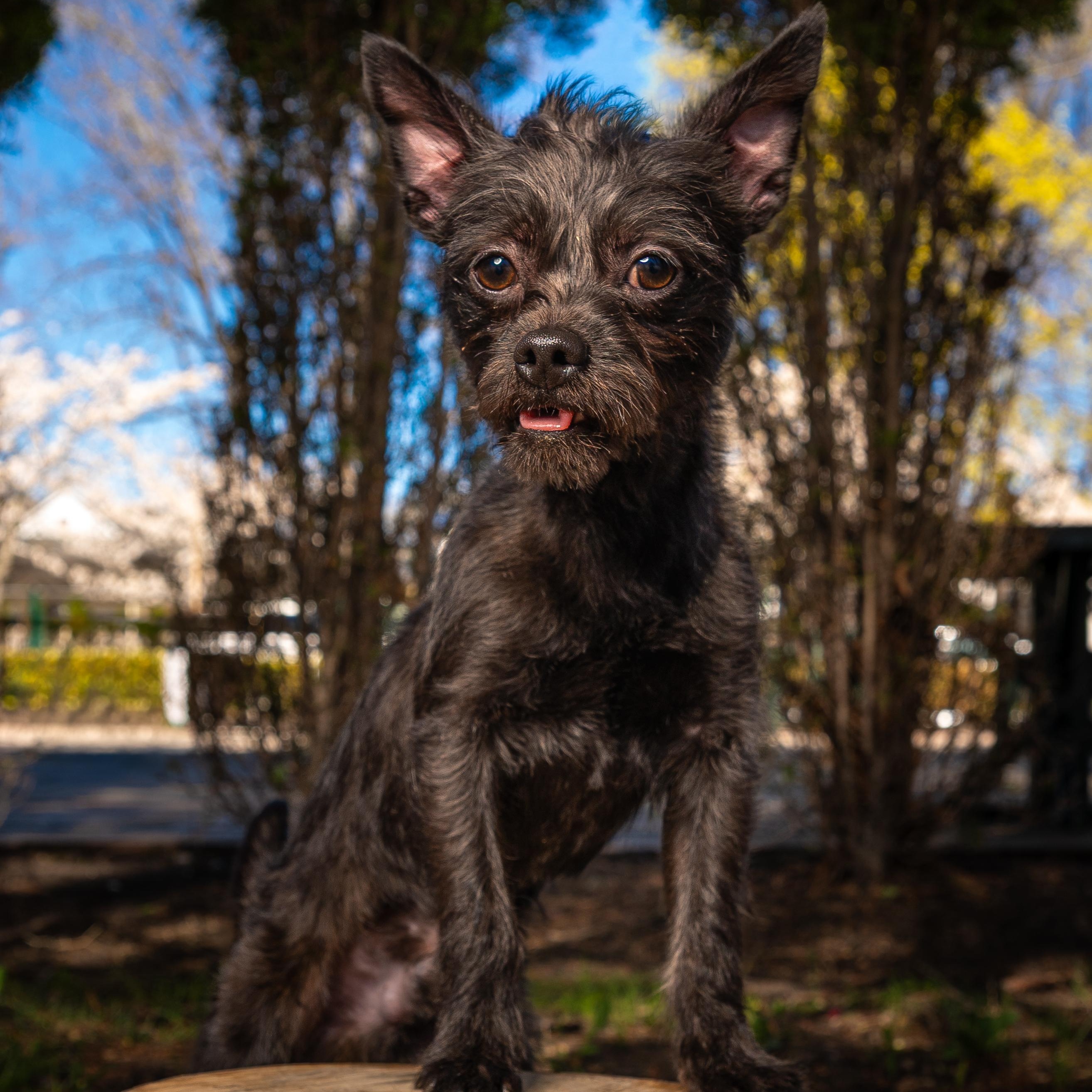 Enlarge Toto, a ADOPTABLE mixed breed in Mahwah, NJ image 1/5
