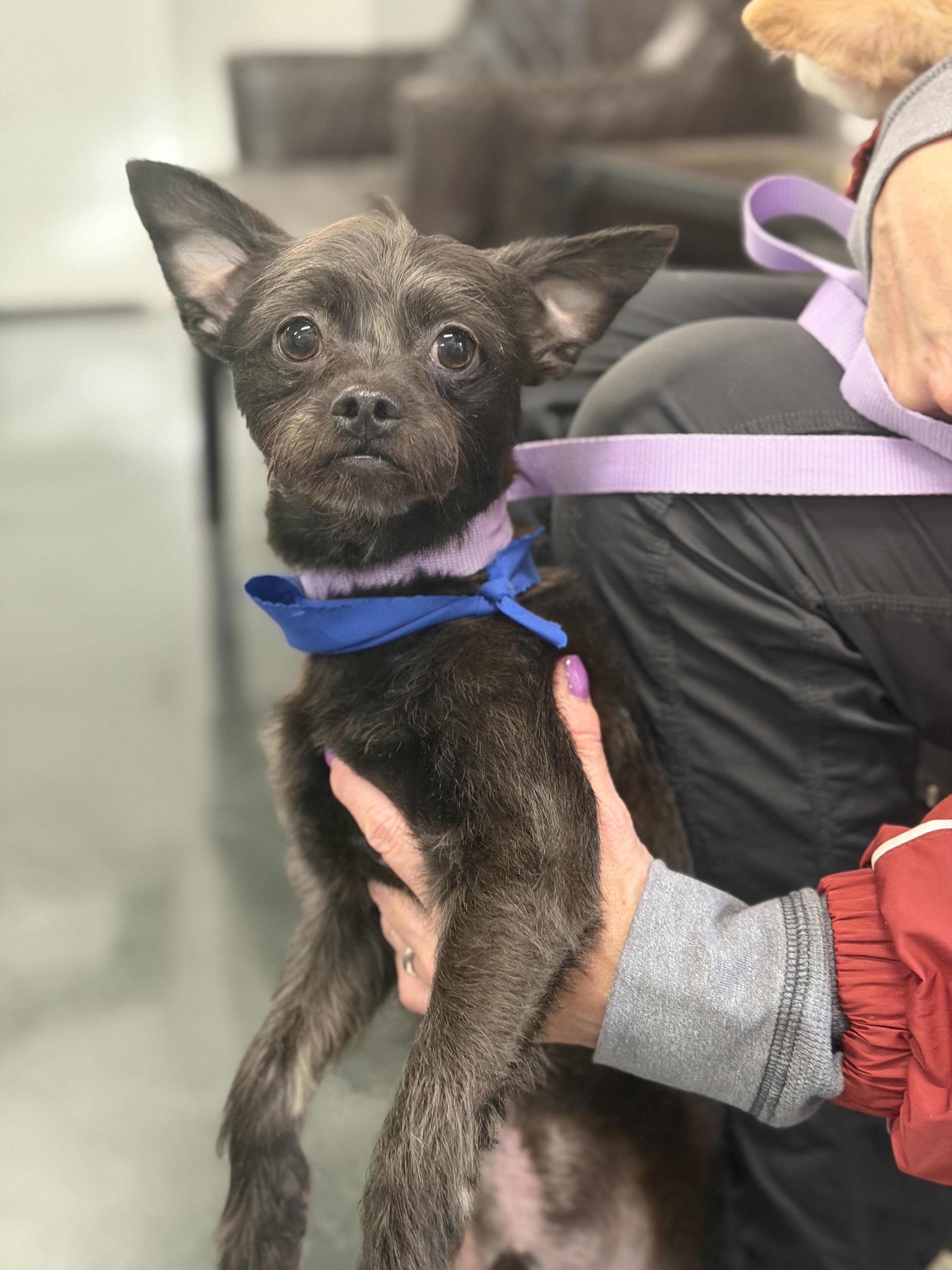 Enlarge Toto, a ADOPTABLE Cairn Terrier in Mahwah, NJ image 3/5