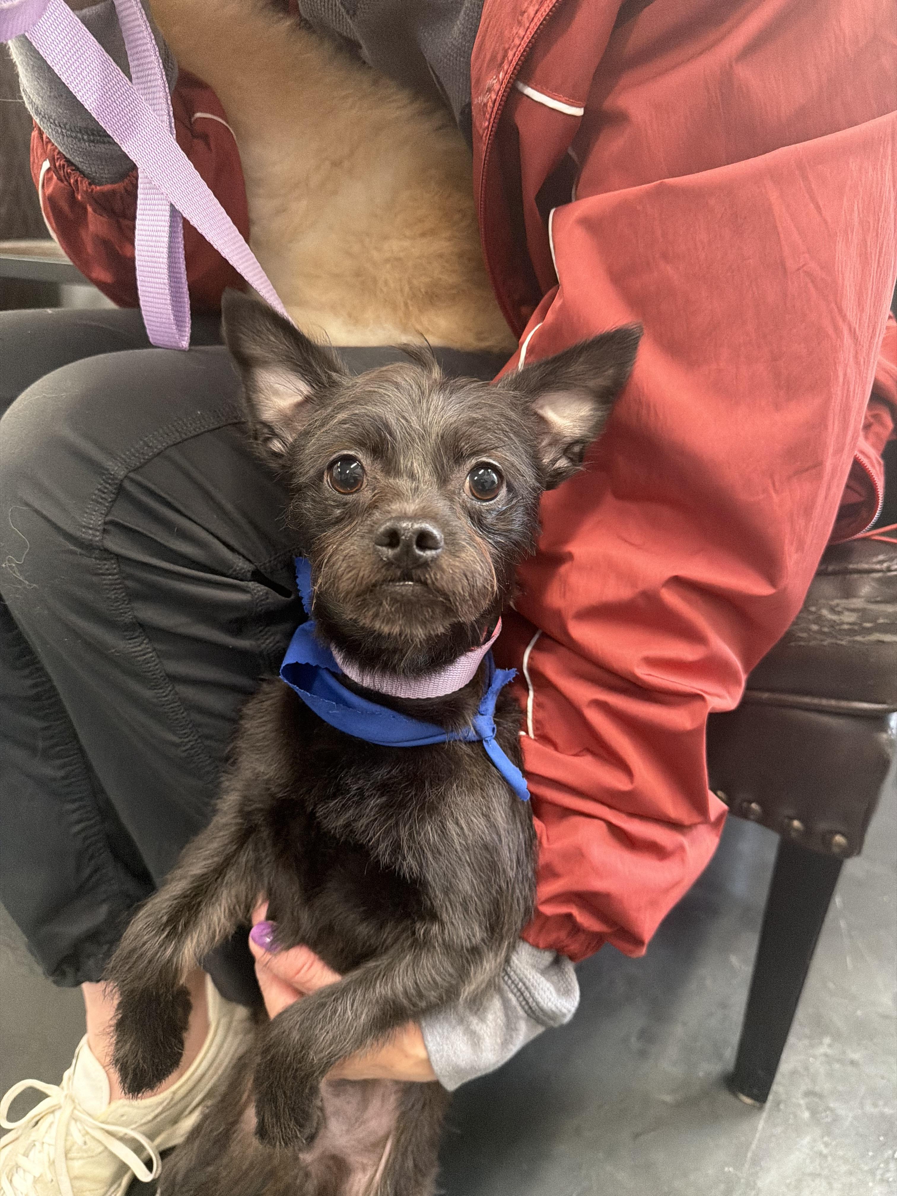 Enlarge Toto, a ADOPTABLE Cairn Terrier in Mahwah, NJ image 5/5