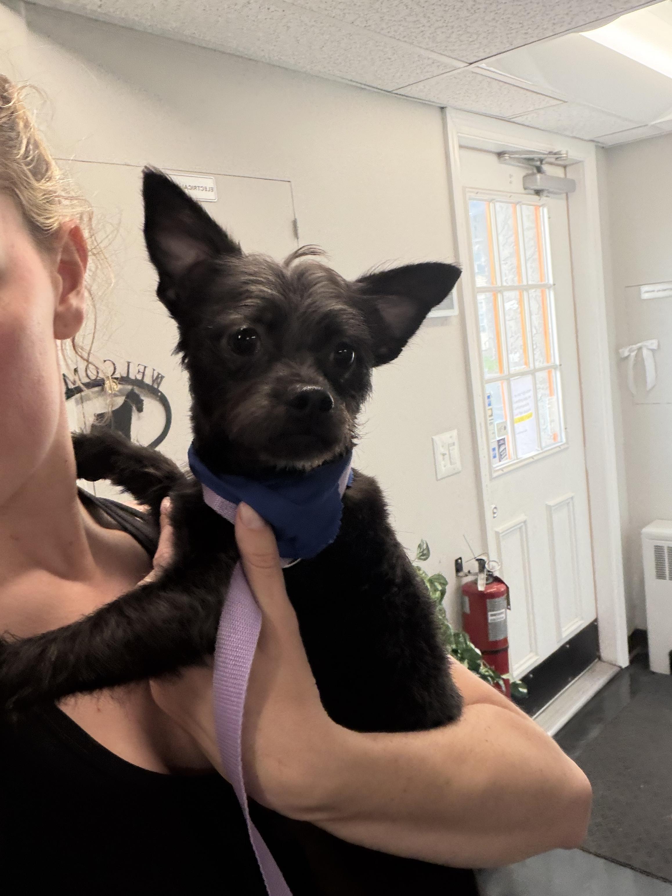 Enlarge Toto, a ADOPTABLE Cairn Terrier in Mahwah, NJ image 2/5