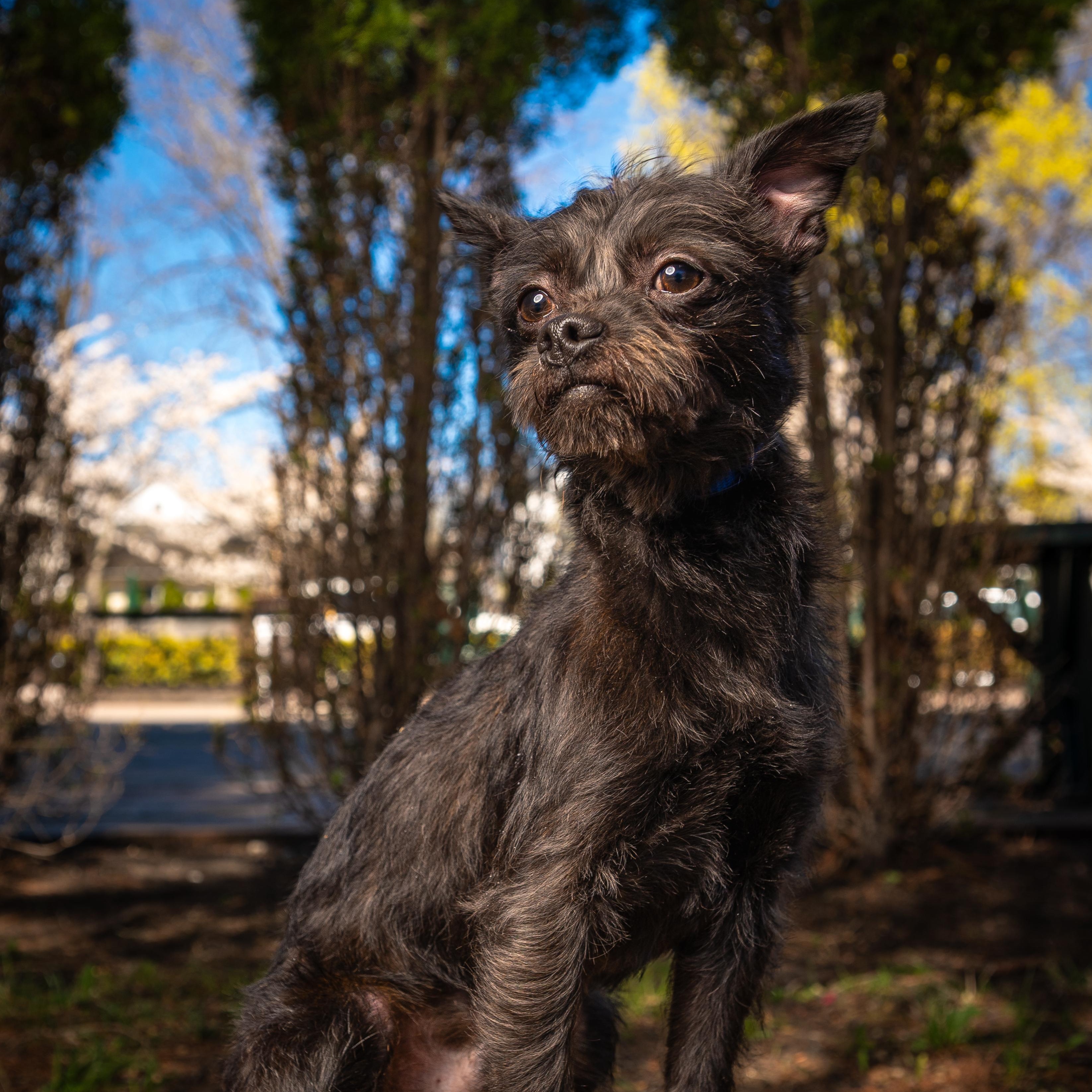 Enlarge Toto, a ADOPTABLE mixed breed in Mahwah, NJ image 5/5