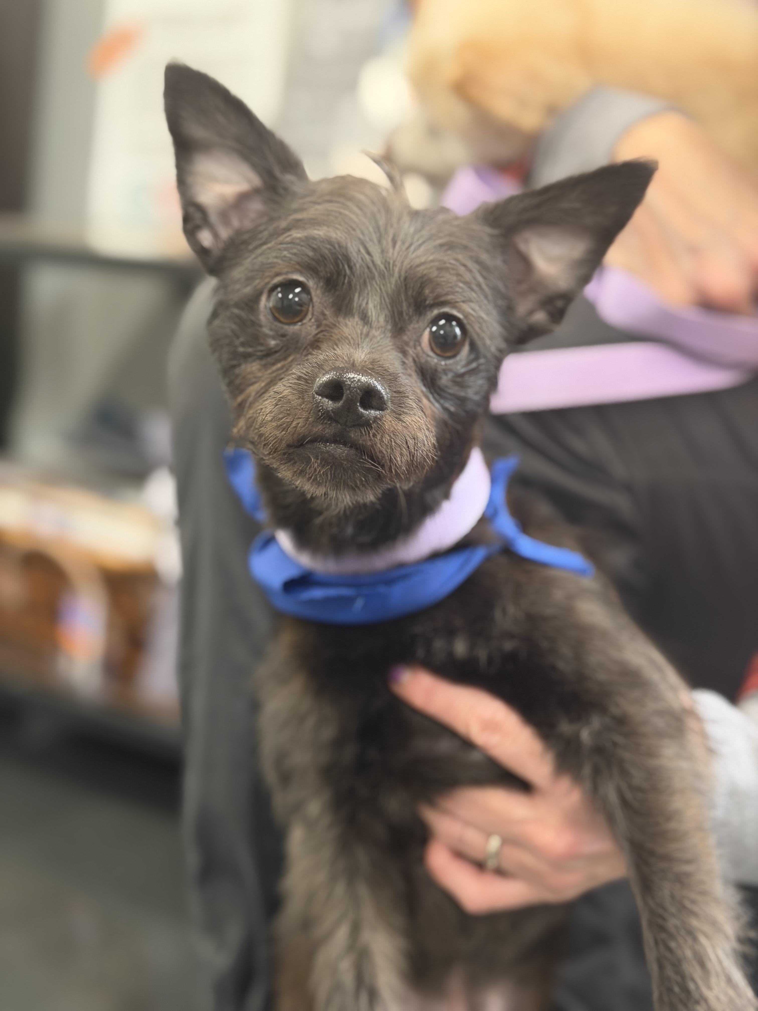 Enlarge Toto, a ADOPTABLE Cairn Terrier in Mahwah, NJ image 1/5