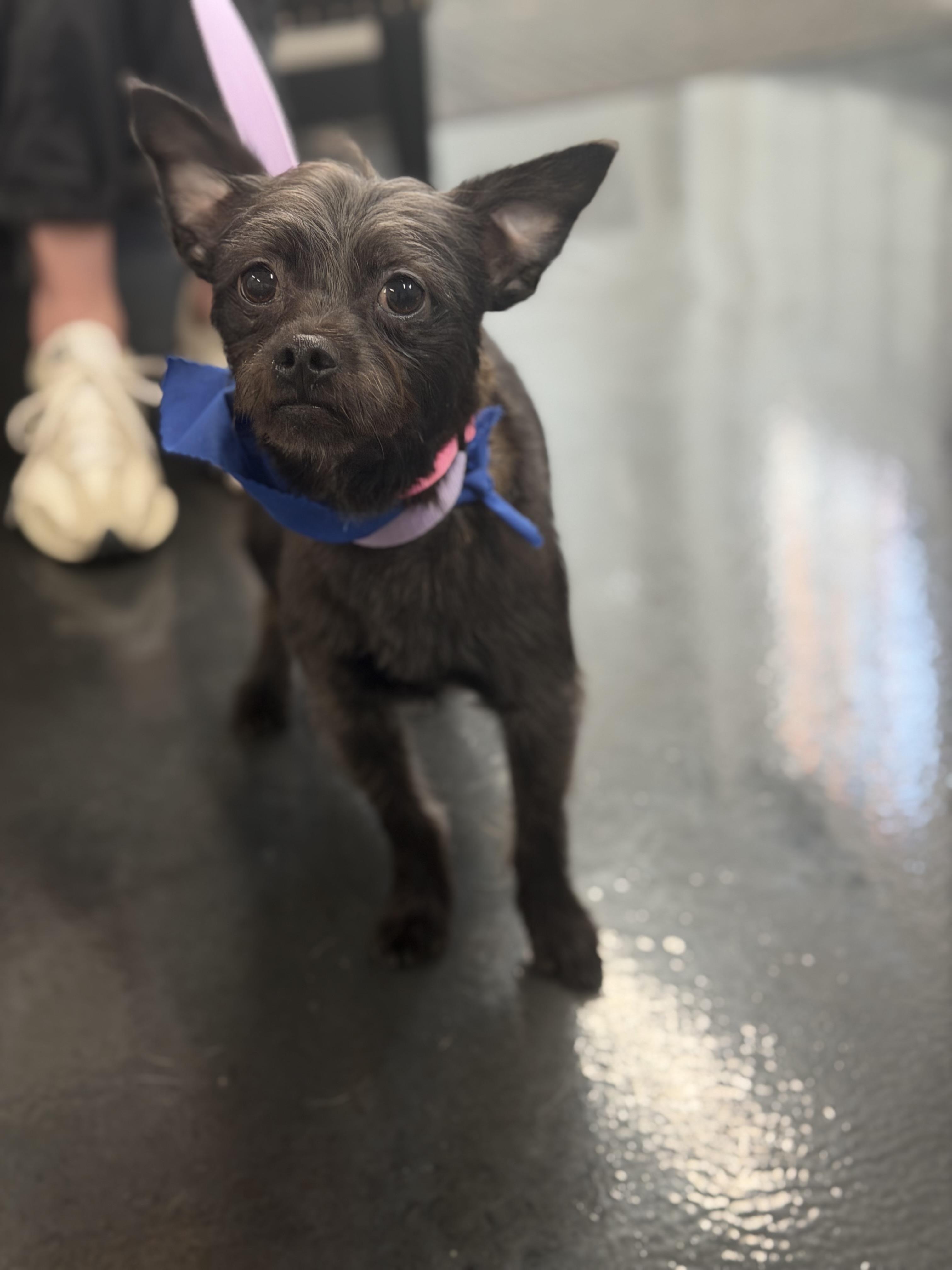 Enlarge Toto, a ADOPTABLE Cairn Terrier in Mahwah, NJ image 4/5