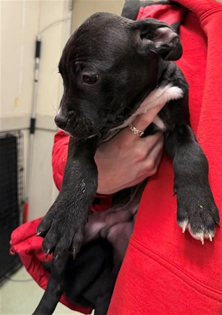 HONEY BUNCHES OF OATS, Adoptable, Puppy Male Staffordshire Bull Terrier & Mixed Breed.