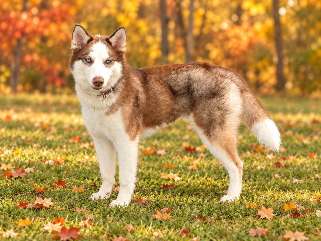 Maple, Adoptable, Young Female Husky.