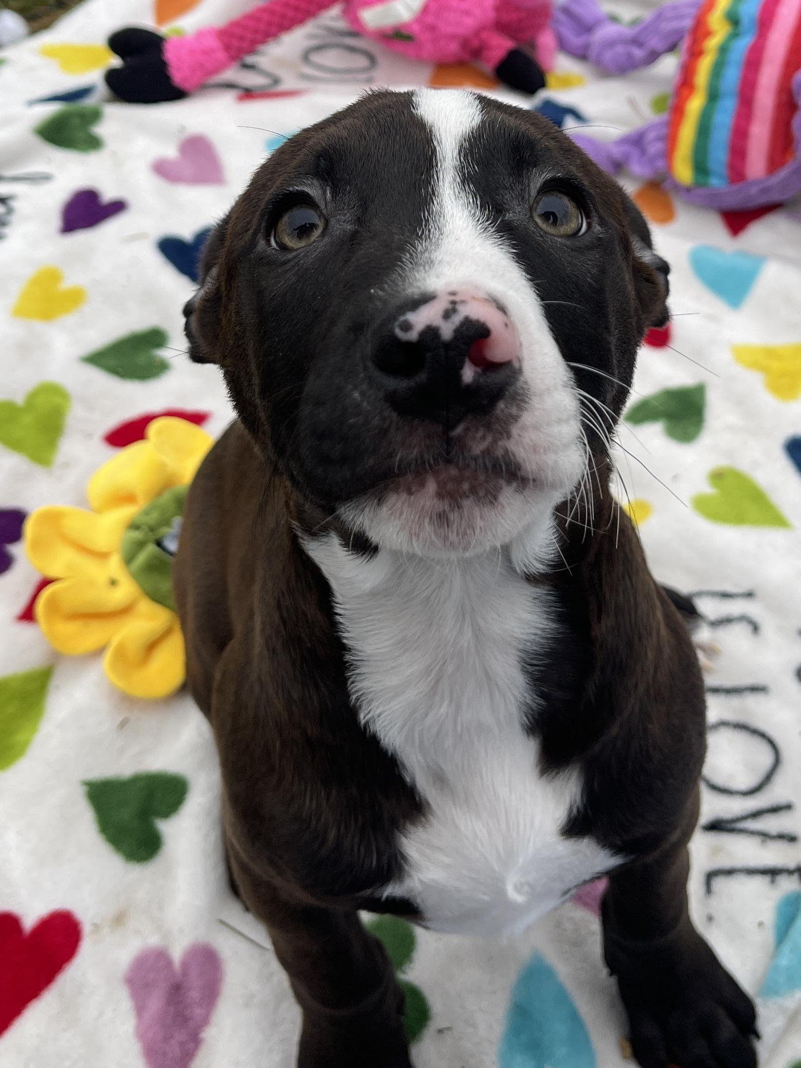 Vixen, an adopted Pit Bull Terrier in Allegan, MI image 3/6