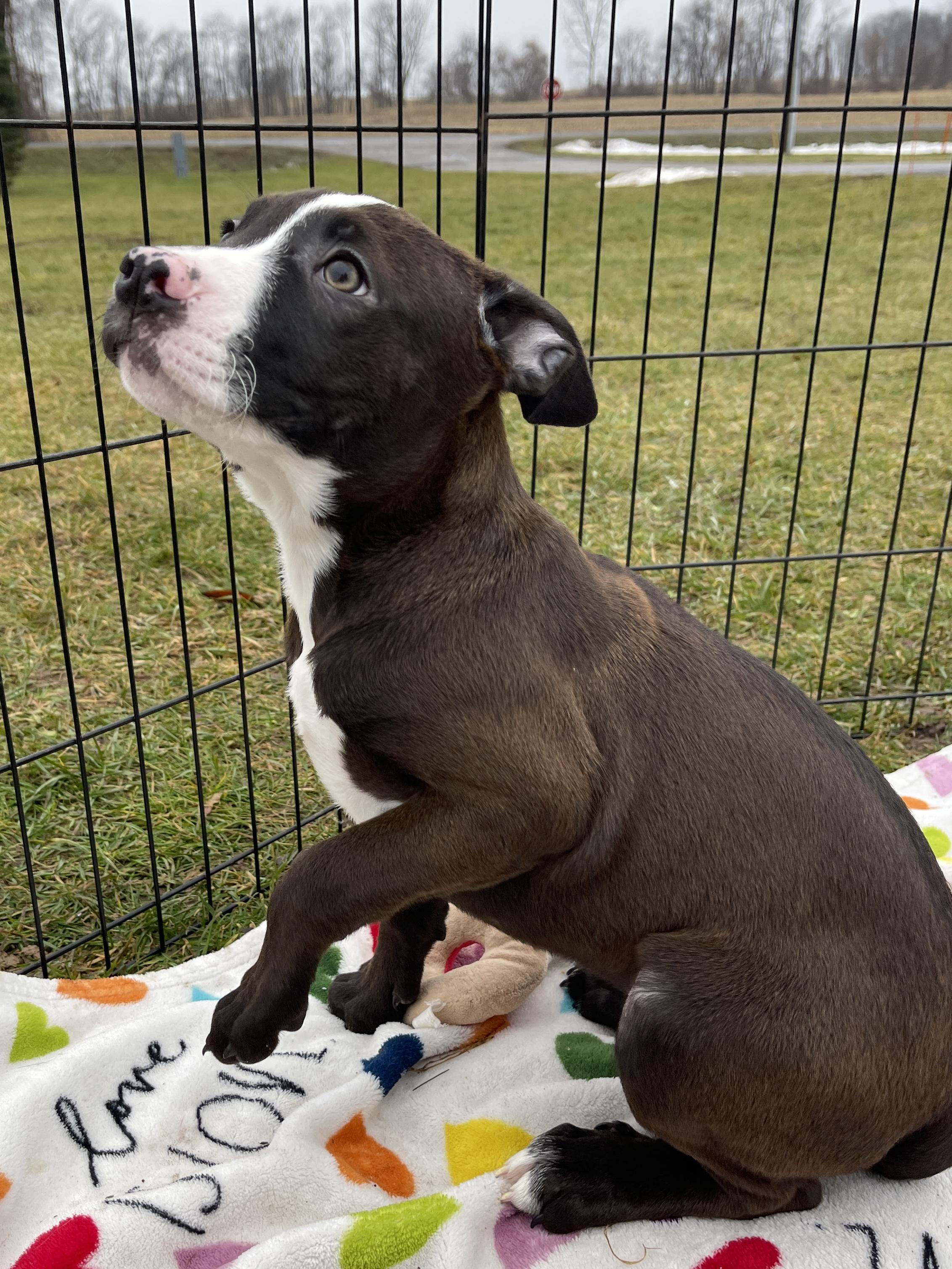 Vixen, an adopted Pit Bull Terrier in Allegan, MI image 6/6