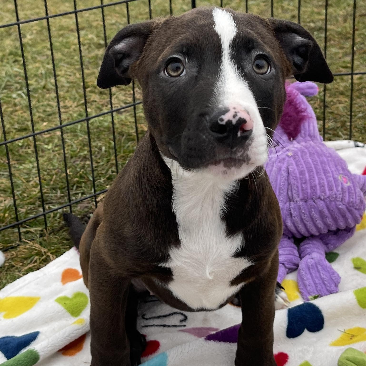 Vixen, an adopted Pit Bull Terrier in Allegan, MI image 1/6