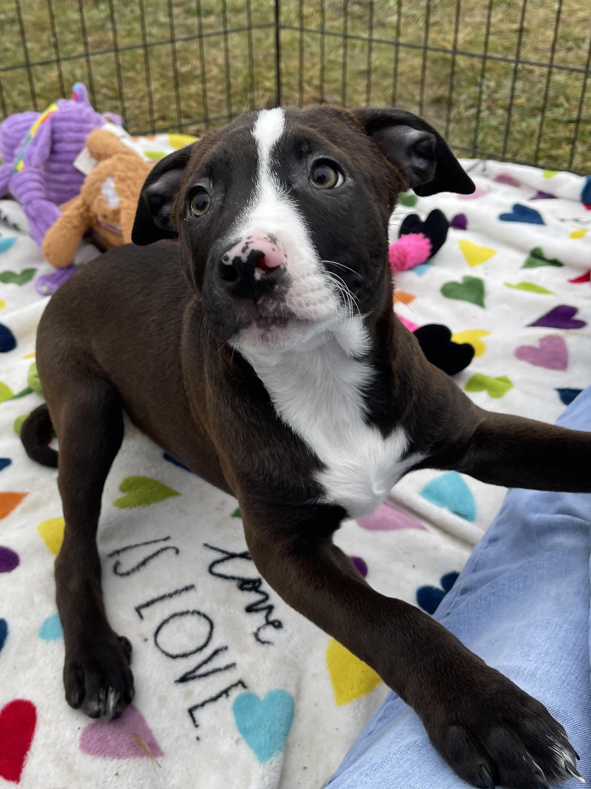 Vixen, an adopted Pit Bull Terrier in Allegan, MI image 4/6