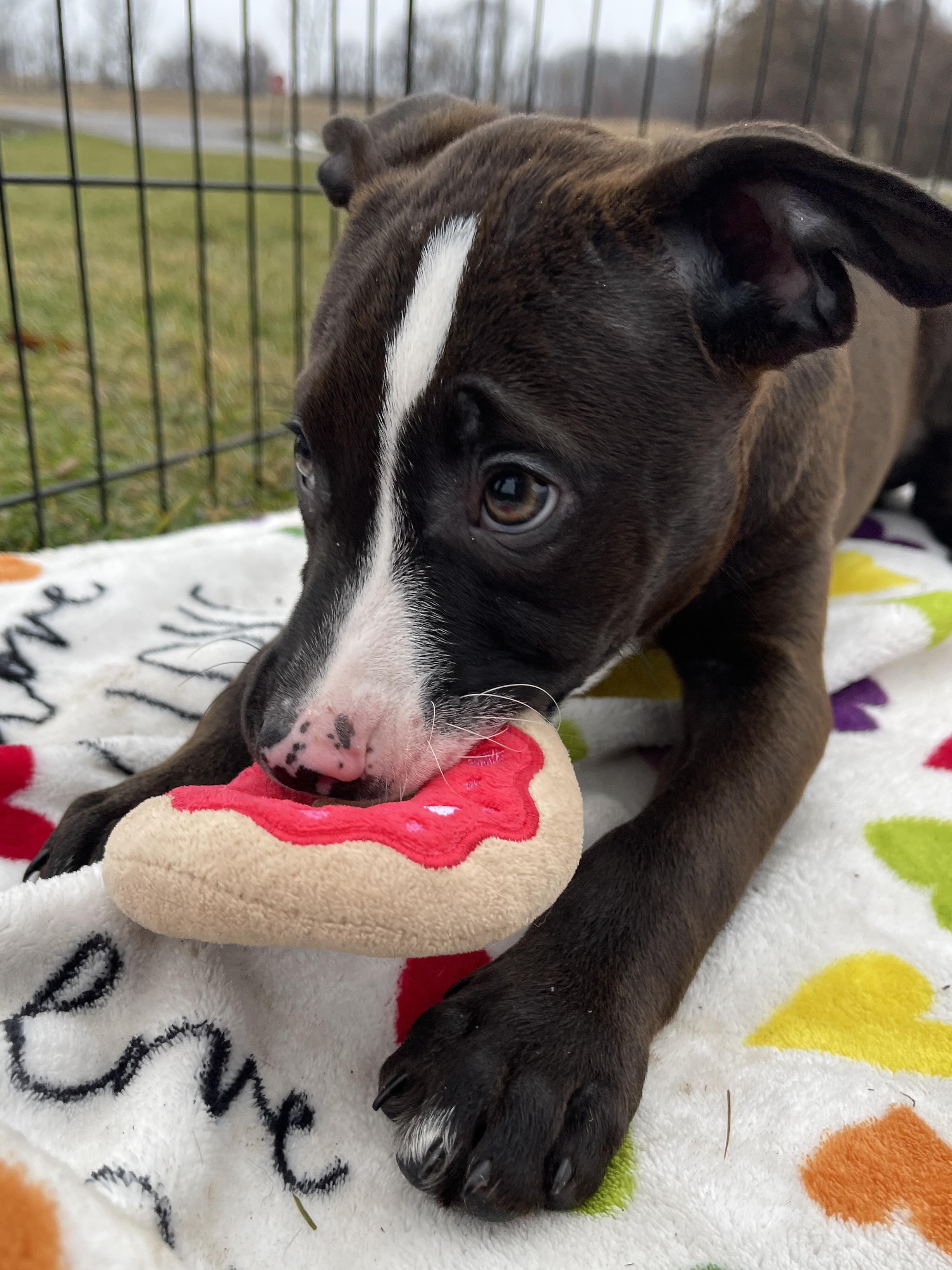 Vixen, an adopted Pit Bull Terrier in Allegan, MI image 2/6