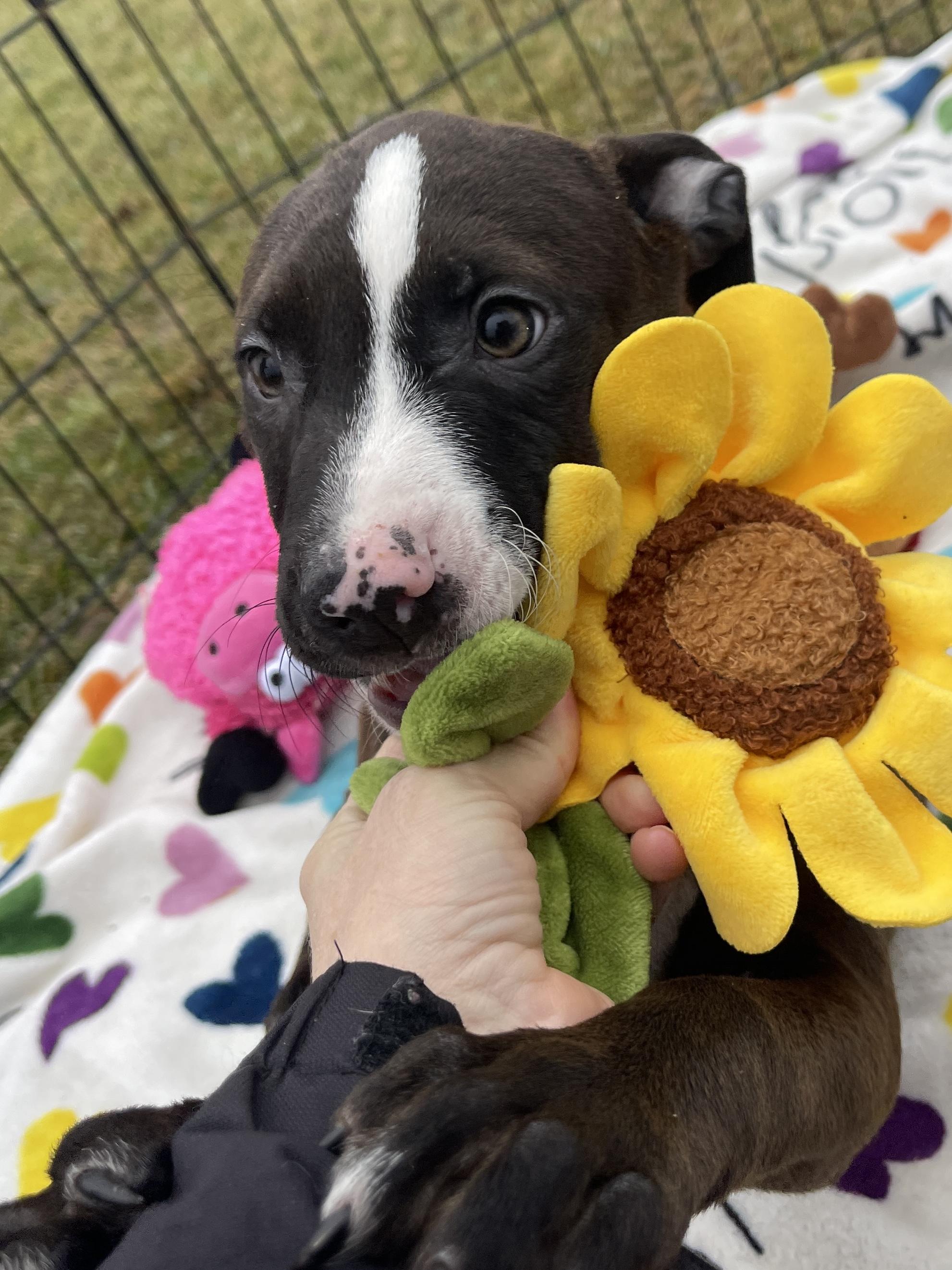 Vixen, an adopted Pit Bull Terrier in Allegan, MI image 5/6