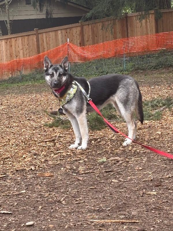Artemis, Adoptable, Adult Female Husky & German Shepherd Dog.