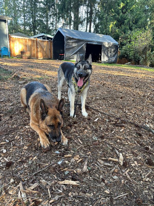 Enlarge Artemis, a Adoptable mixed breed in renton, WA image 2/6