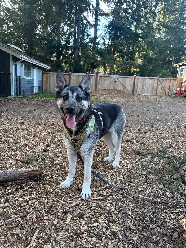 Enlarge Artemis, a Adoptable mixed breed in renton, WA image 3/6