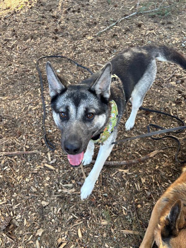 Enlarge Artemis, a Adoptable mixed breed in renton, WA image 4/6