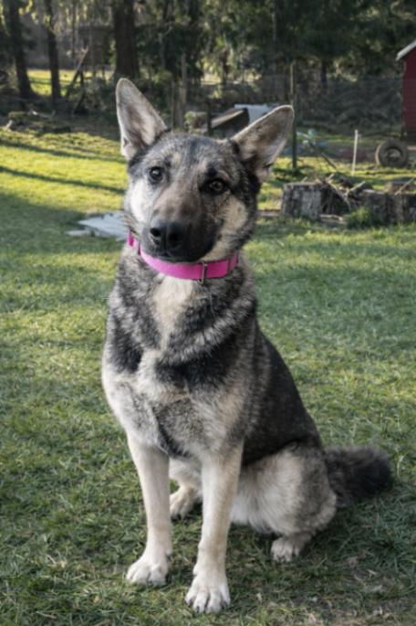 Enlarge Artemis, a Adoptable mixed breed in renton, WA image 5/6