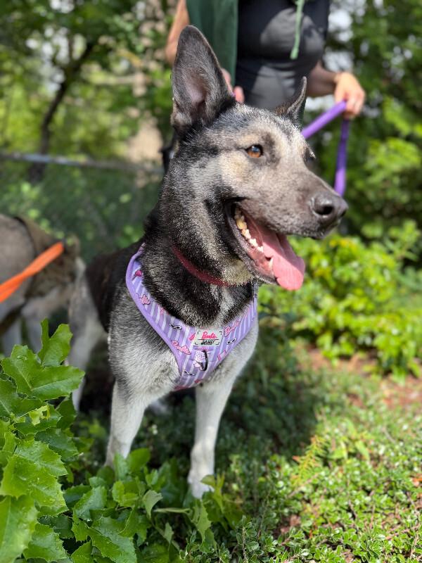 Enlarge Artemis, a Adoptable mixed breed in renton, WA image 3/6