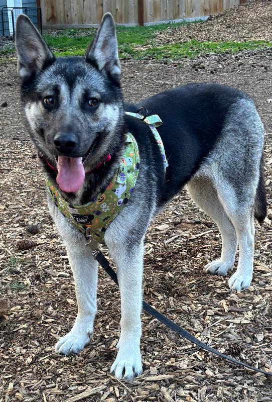Enlarge Artemis, a Adoptable mixed breed in renton, WA image 6/6