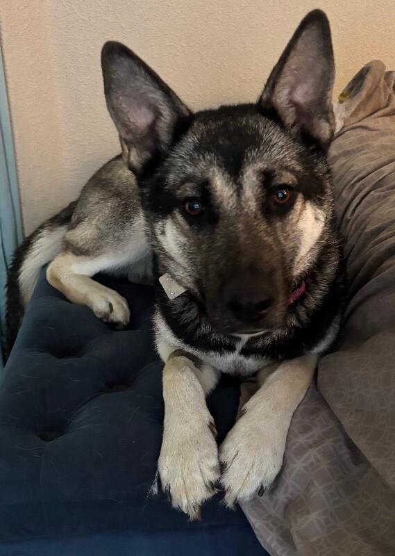 Artemis, Adoptable, Adult Female Husky & German Shepherd Dog.