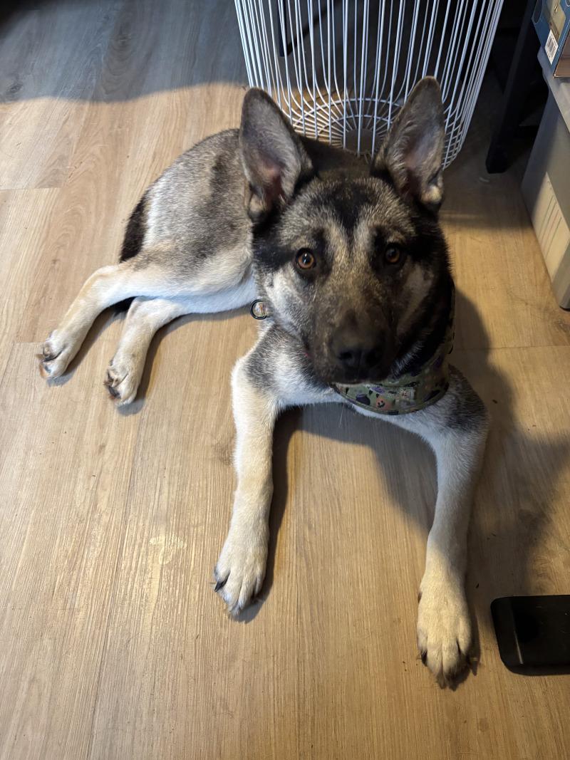 Enlarge Artemis, a Adoptable mixed breed in renton, WA image 4/6