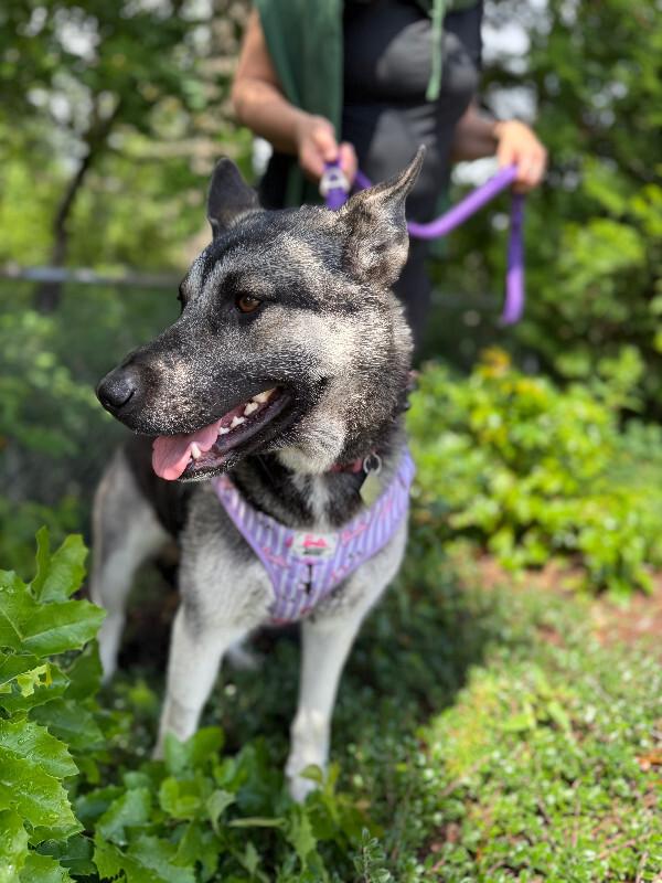 Enlarge Artemis, a Adoptable mixed breed in renton, WA image 6/6
