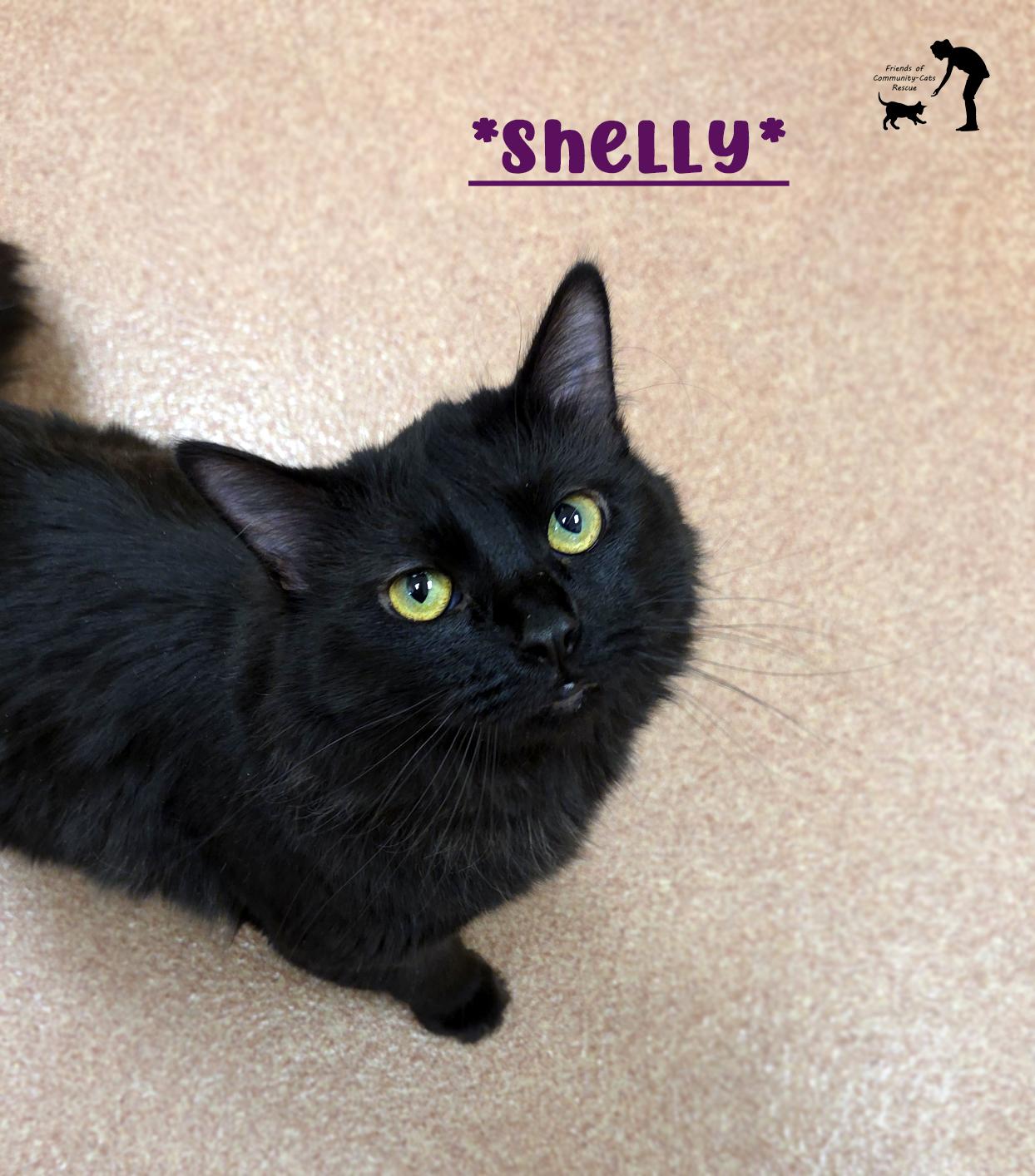 Shelly, ADOPTABLE, Adult Female Domestic Medium Hair.