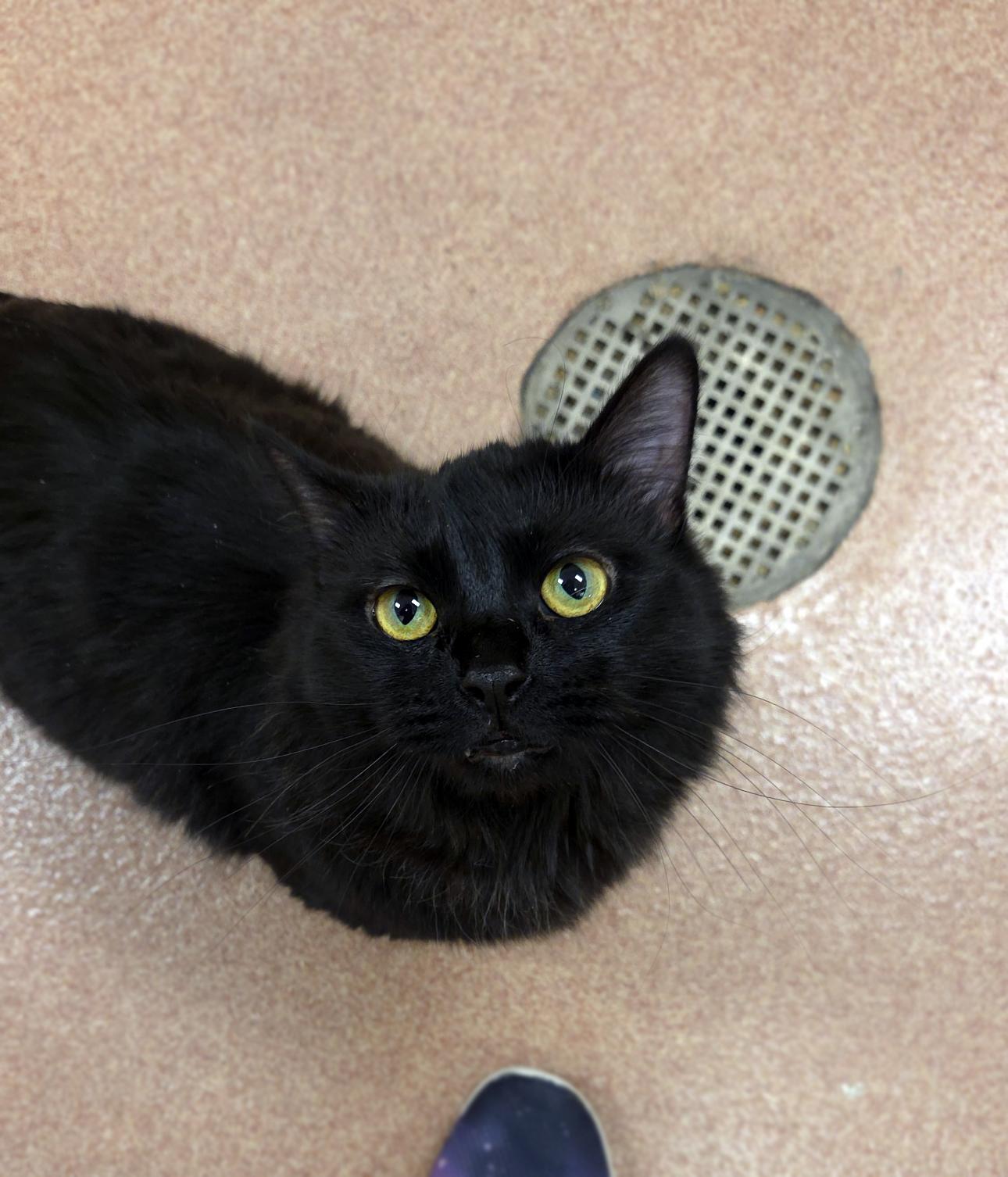 Enlarge Shelly, a ADOPTABLE Domestic Medium Hair in Centerville, UT image 5/6