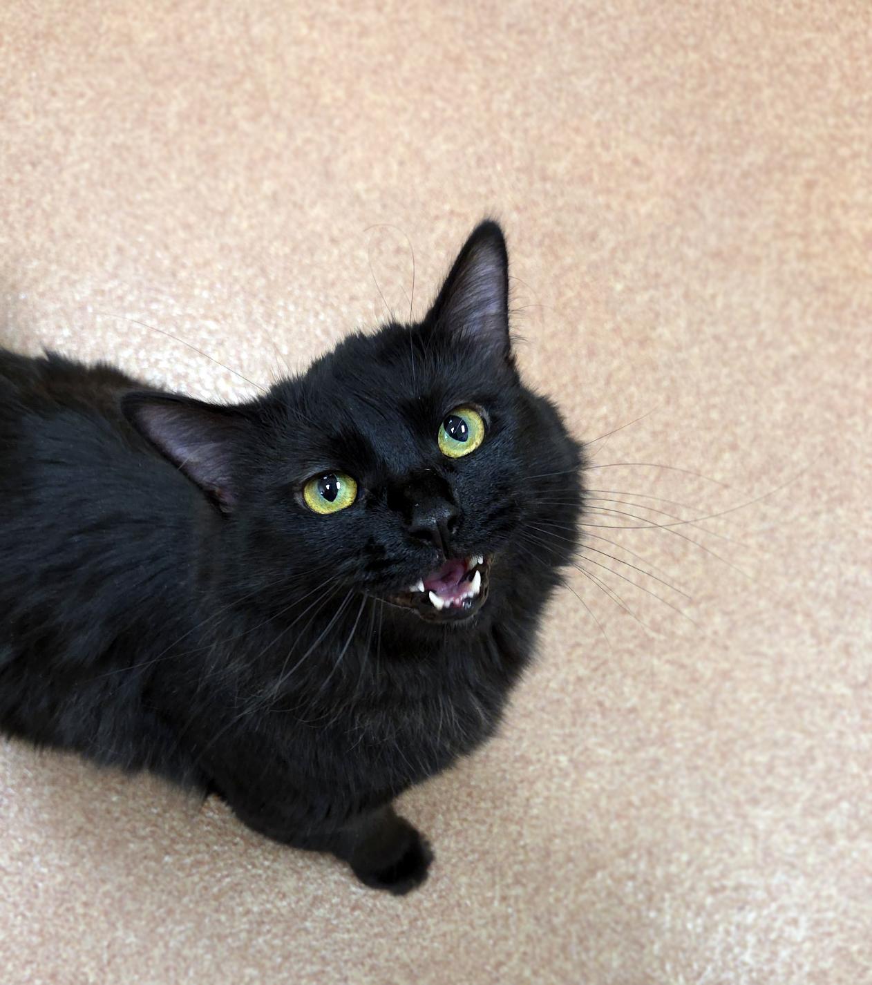 Enlarge Shelly, a ADOPTABLE Domestic Medium Hair in Centerville, UT image 4/6