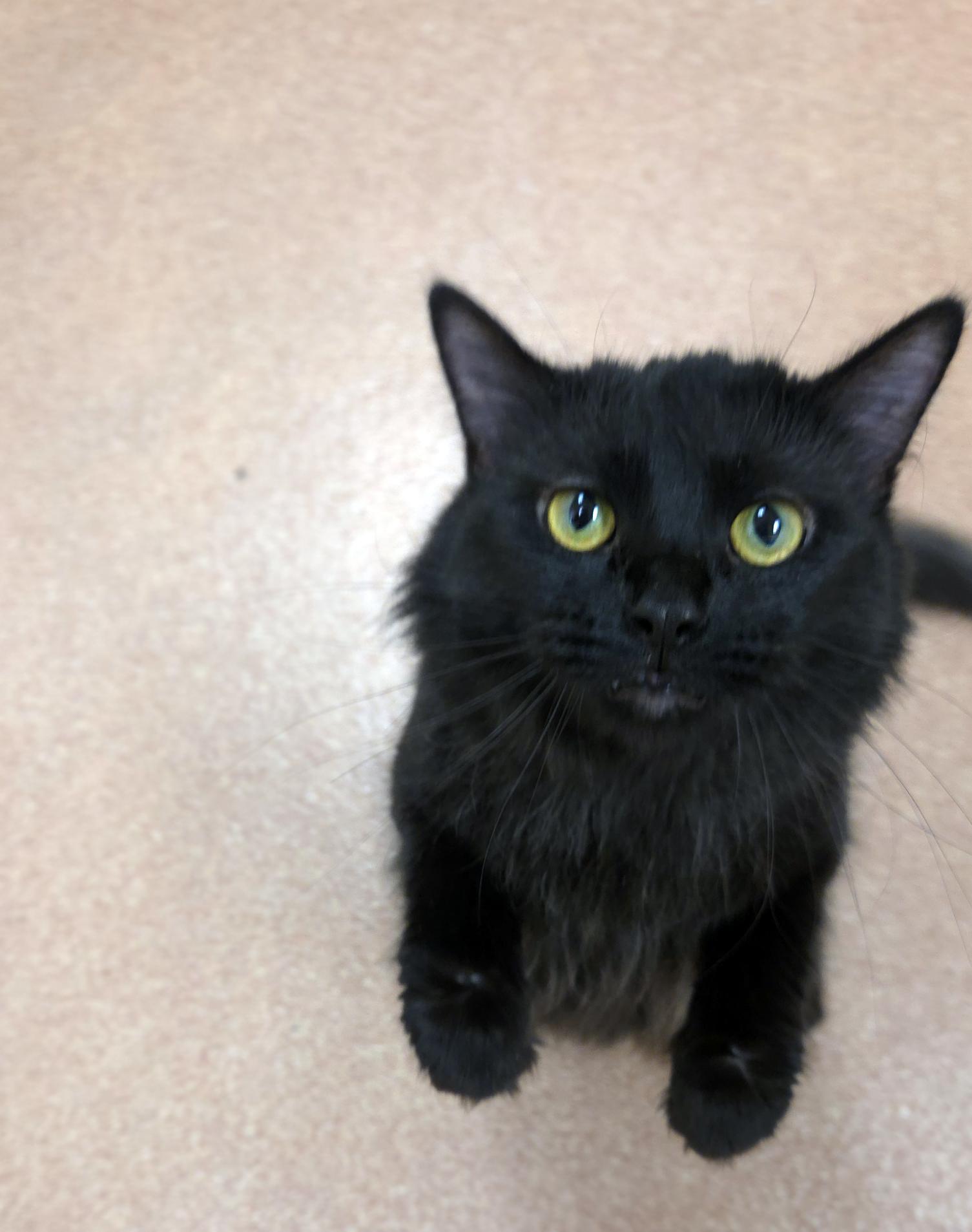 Enlarge Shelly, a ADOPTABLE Domestic Medium Hair in Centerville, UT image 2/6