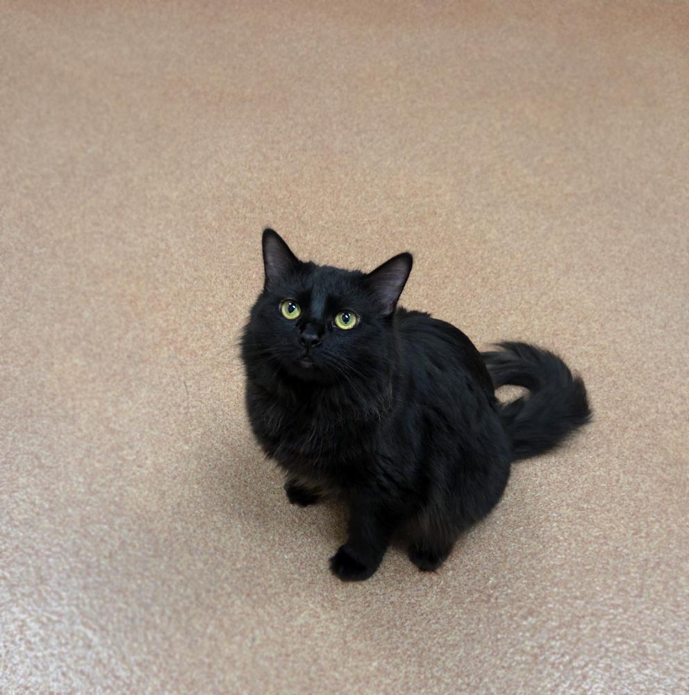 Enlarge Shelly, a ADOPTABLE Domestic Medium Hair in Centerville, UT image 3/6
