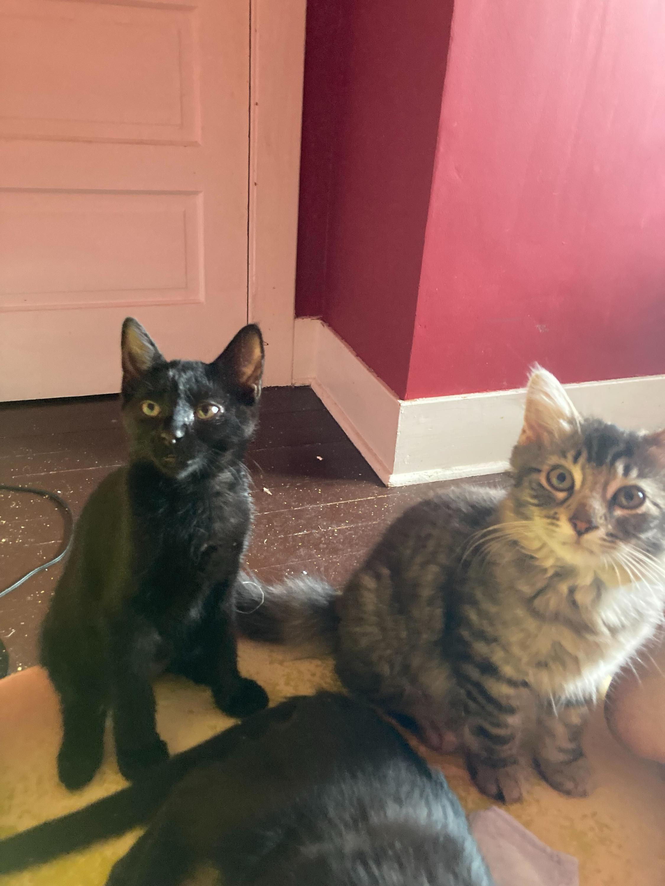Boysenberry and Tayberry, Baby Female unknown