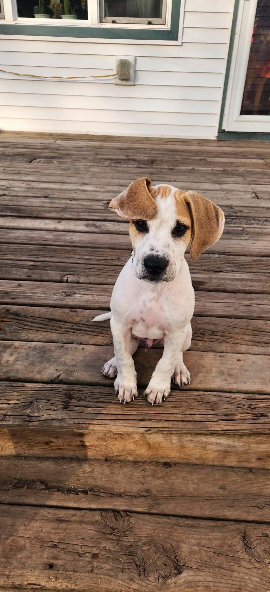 Harry, Adoptable, Puppy Male Pit Bull Terrier.