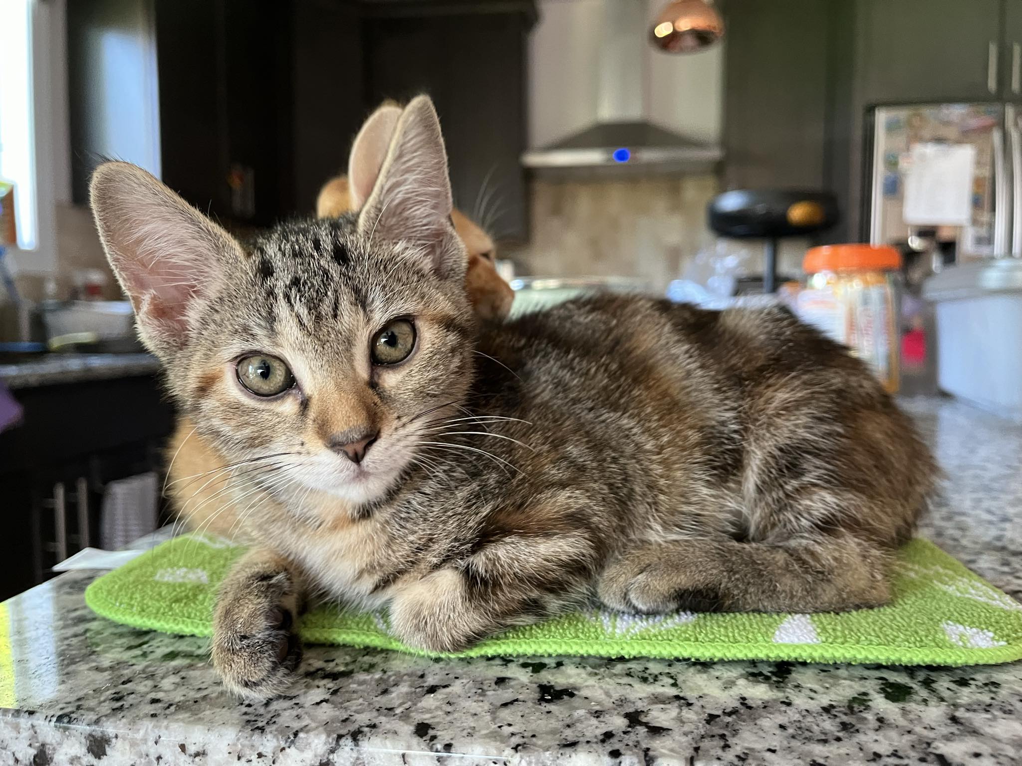 Georgia, Adopted, Kitten Female Domestic Short Hair.