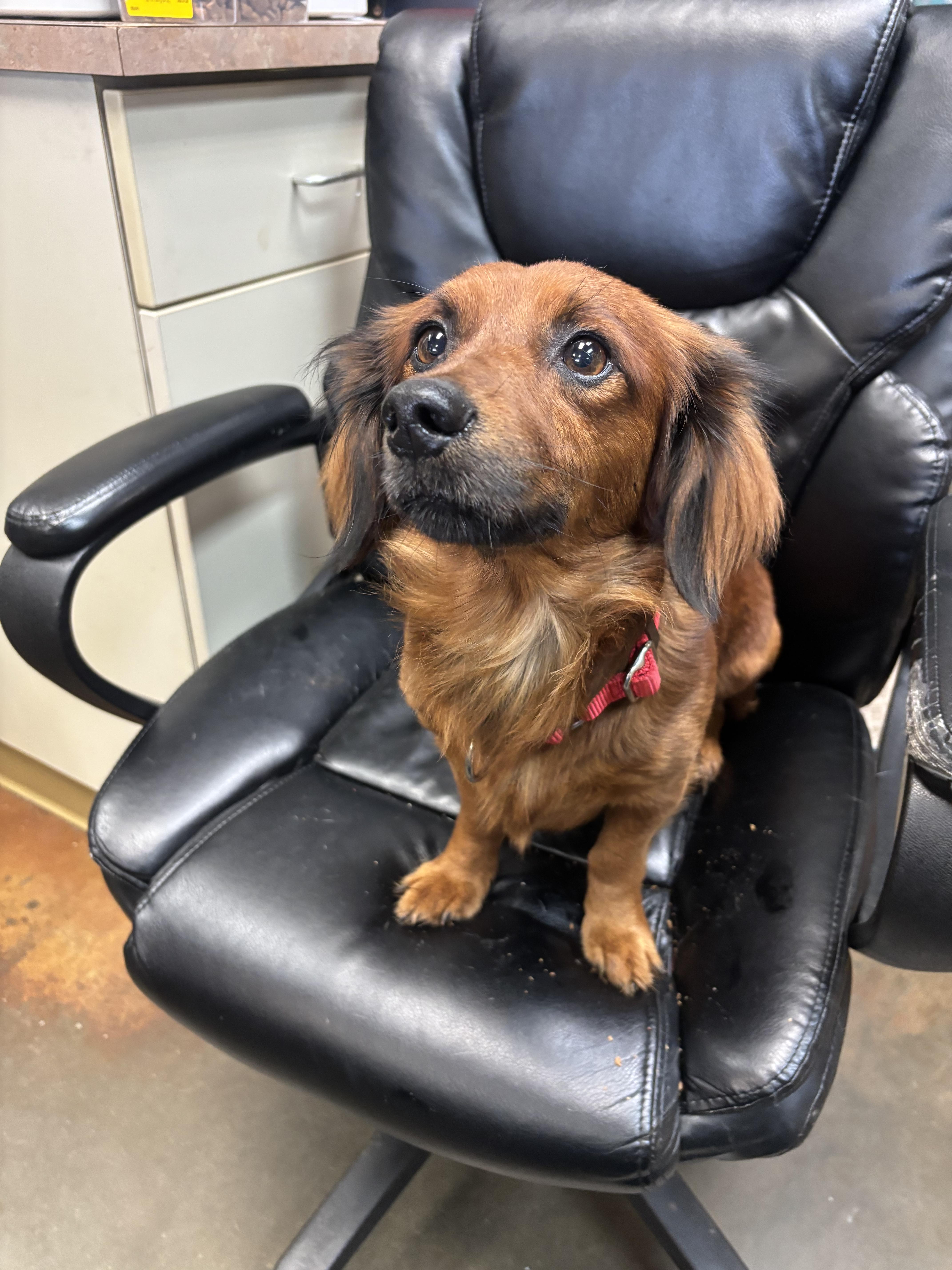 Enlarge Chewy, an adopted Dachshund (Long Haired) in Council Bluffs, IA image 1/1