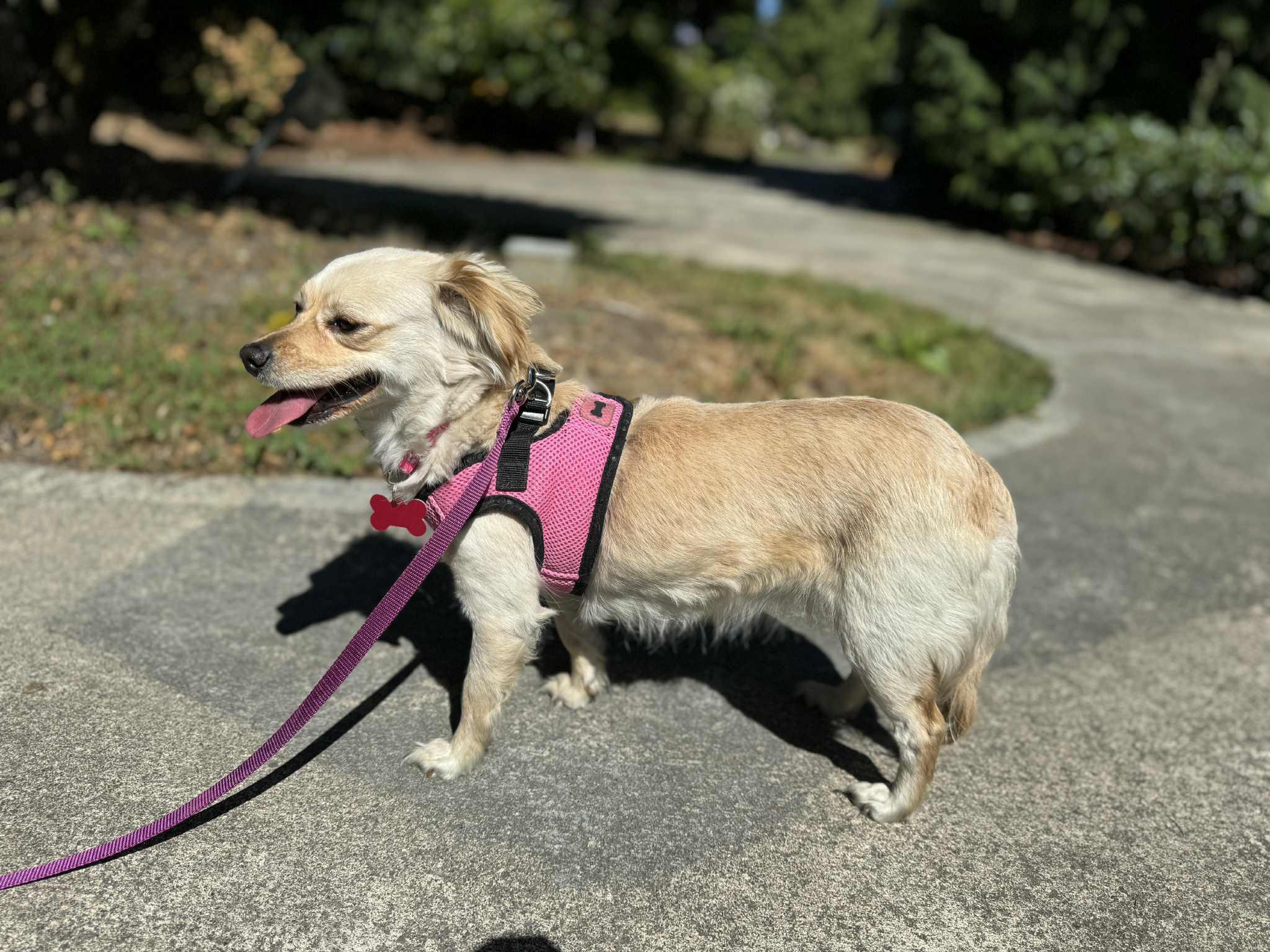 Enlarge Brioche, a ADOPTABLE Chihuahua in Covington, WA image 2/6