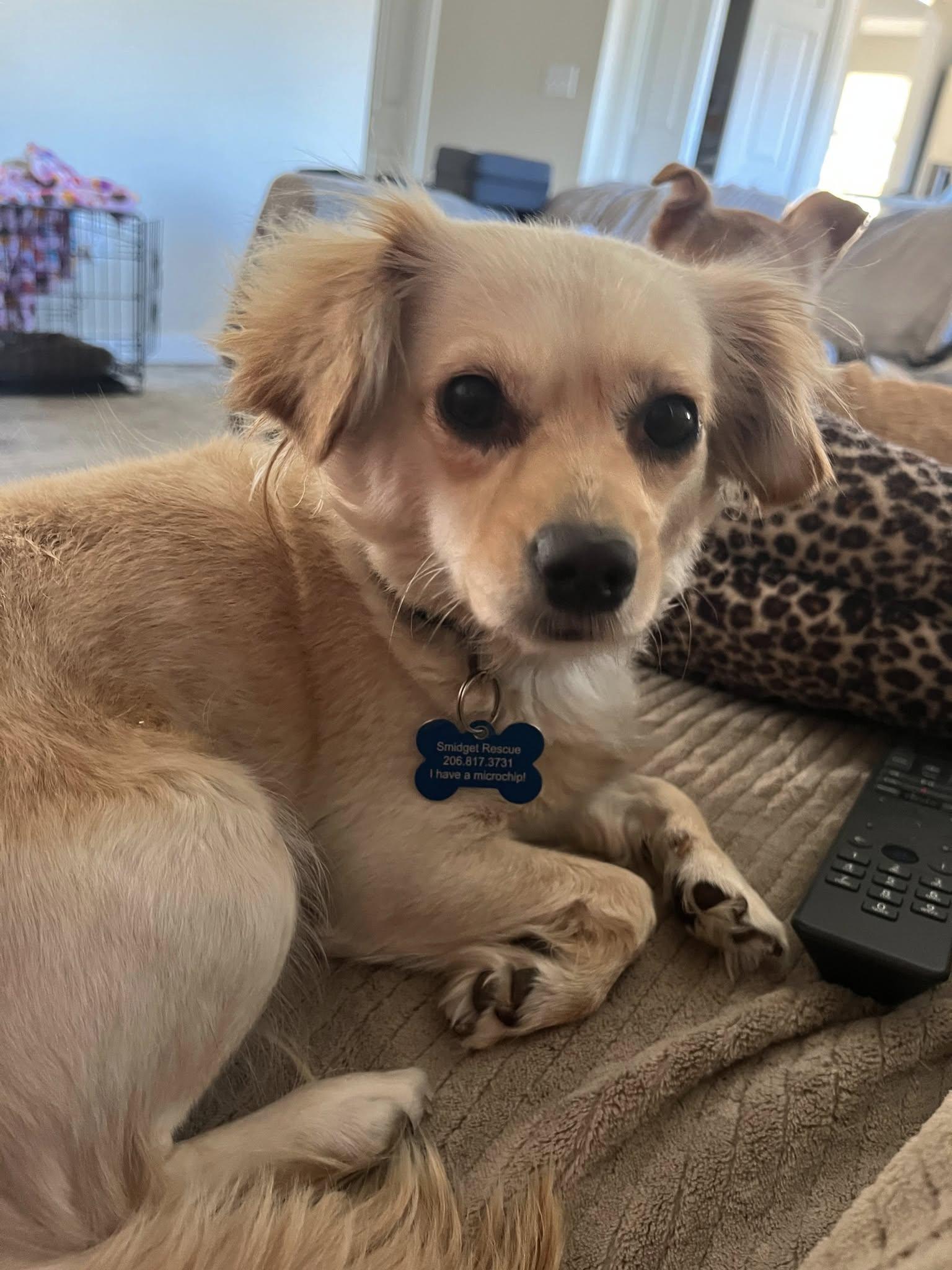Enlarge Brioche, a ADOPTABLE Chihuahua in Covington, WA image 6/6