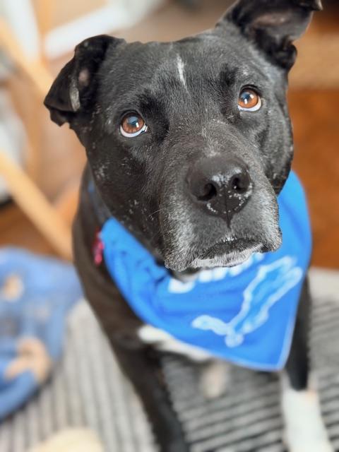 Enlarge Lawyer, an adopted Mixed Breed in Detroit, MI image 3/5