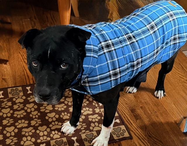 Enlarge Lawyer, an adopted Mixed Breed in Detroit, MI image 5/5