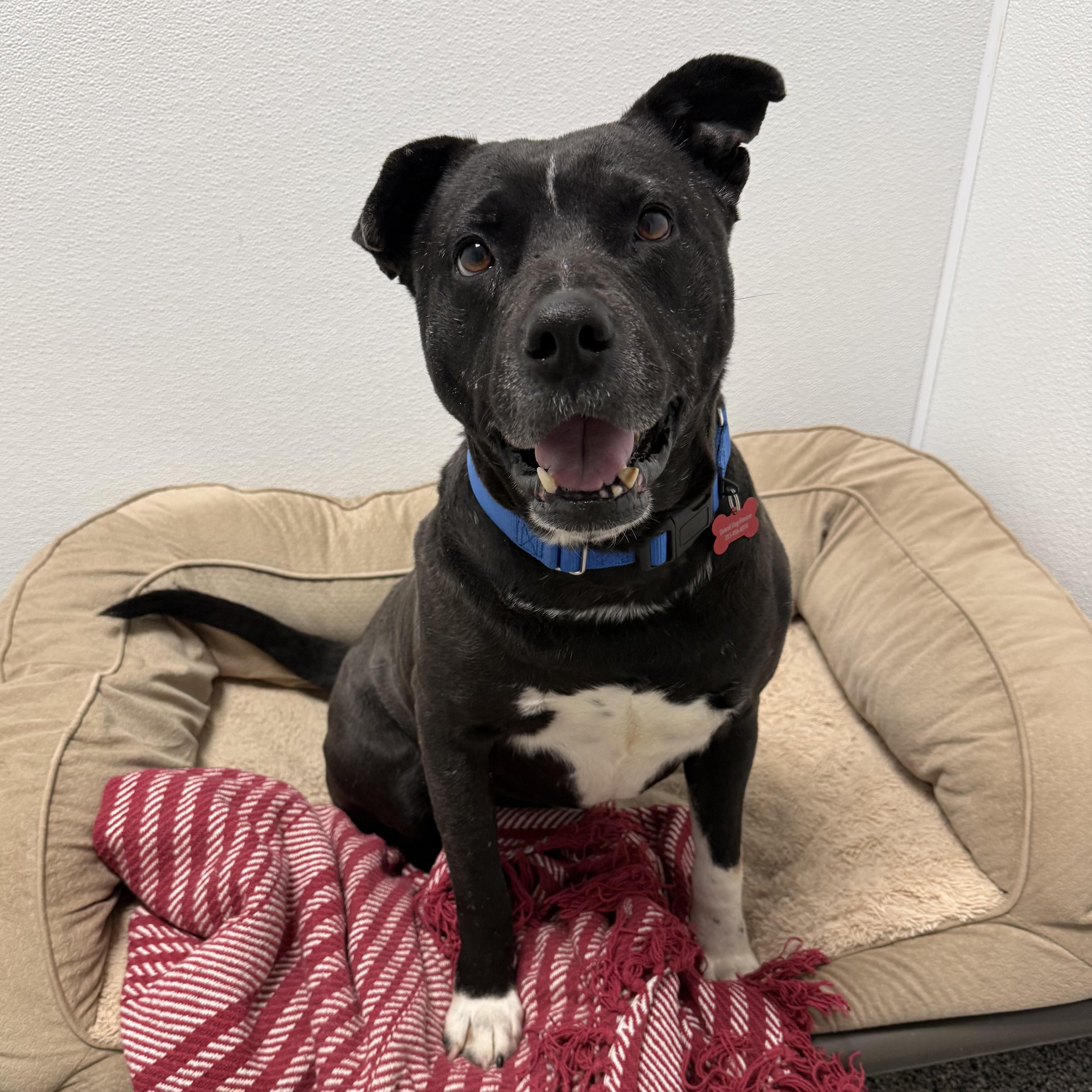 Enlarge Lawyer, an adopted Mixed Breed in Detroit, MI image 4/5