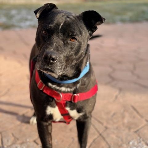 Enlarge Lawyer, an adopted Mixed Breed in Detroit, MI image 2/5