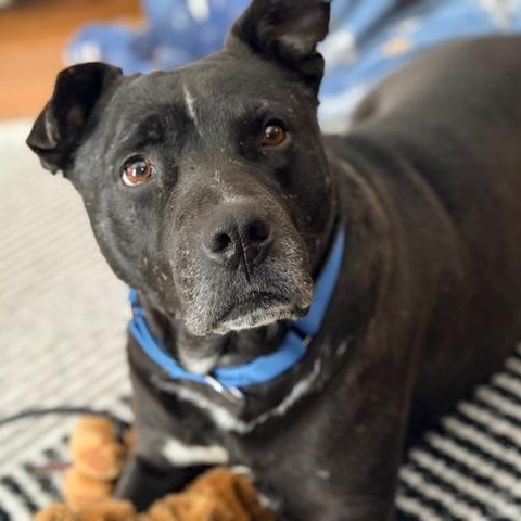 Lawyer, adopted, Adult Male Mixed Breed.