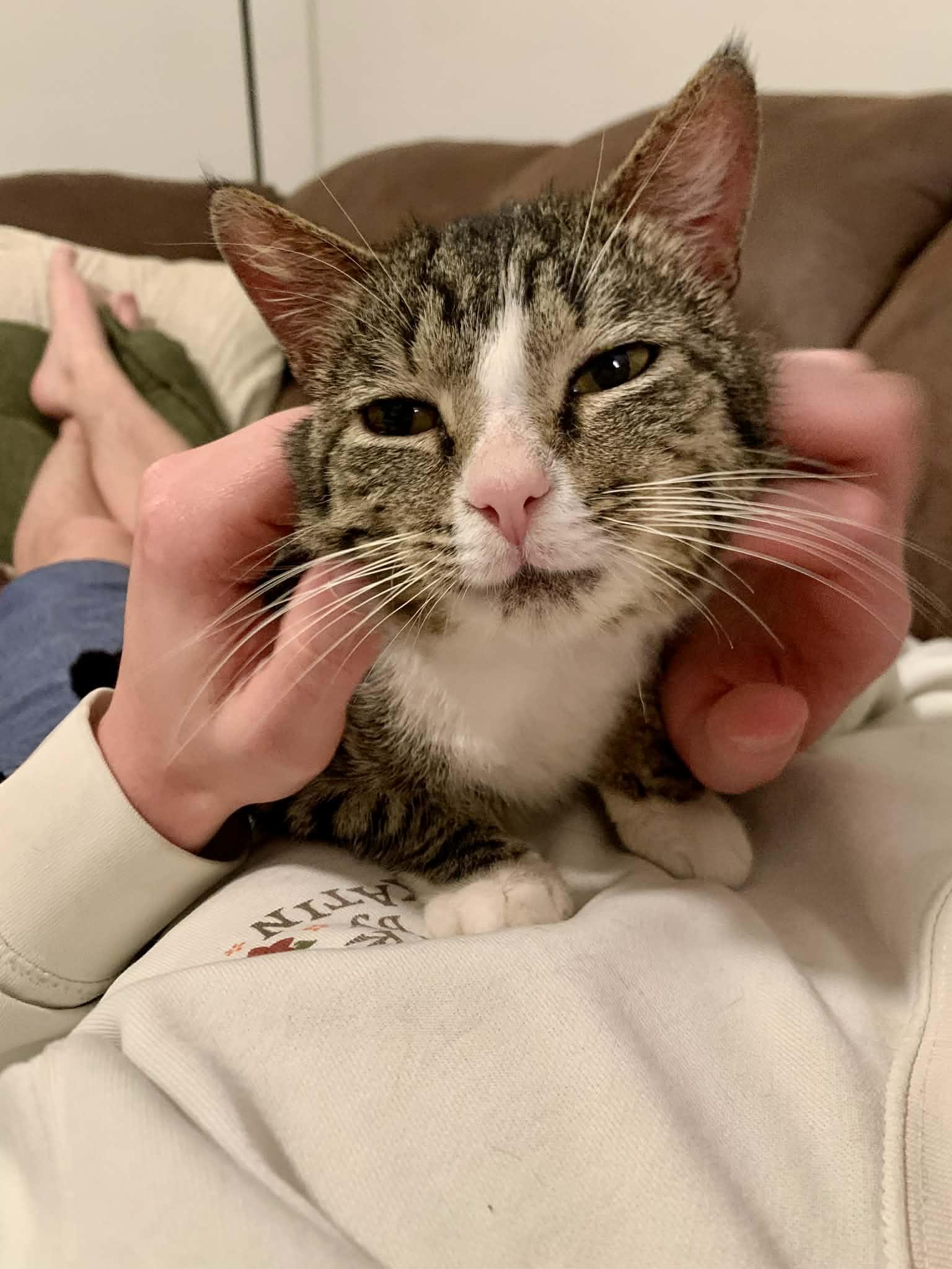 Marcel, an adopted Domestic Short Hair in Raeford, NC image 2/6