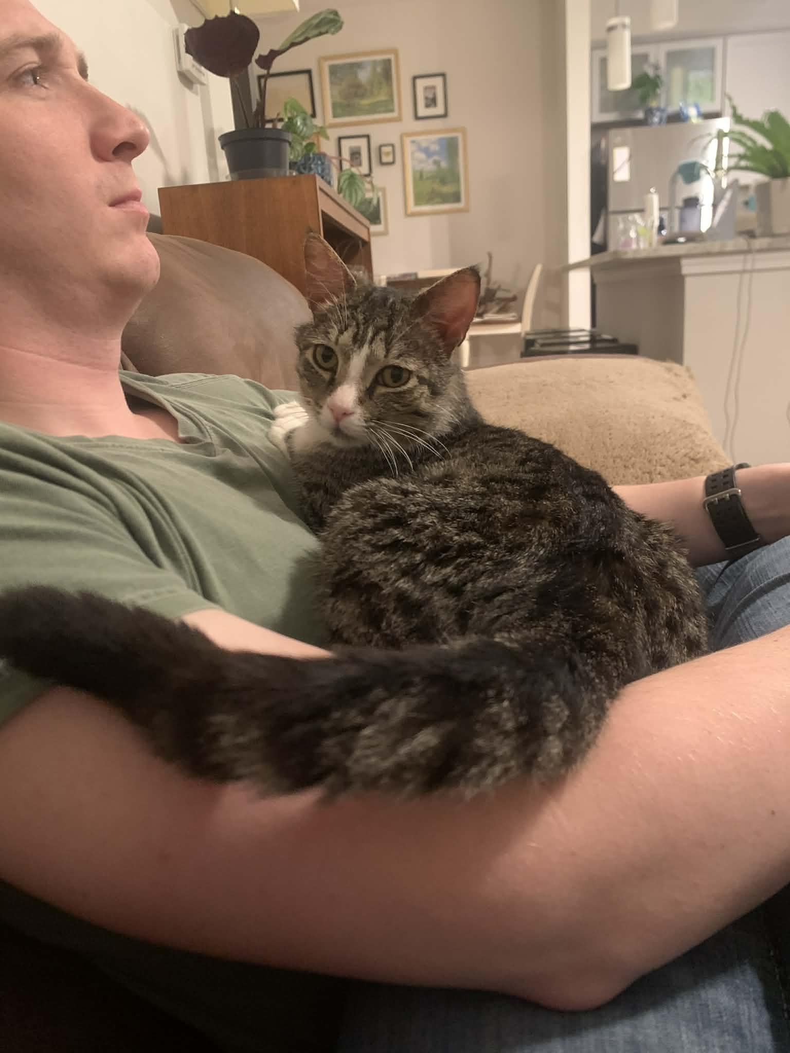 Marcel, an adopted Domestic Short Hair in Raeford, NC image 3/6