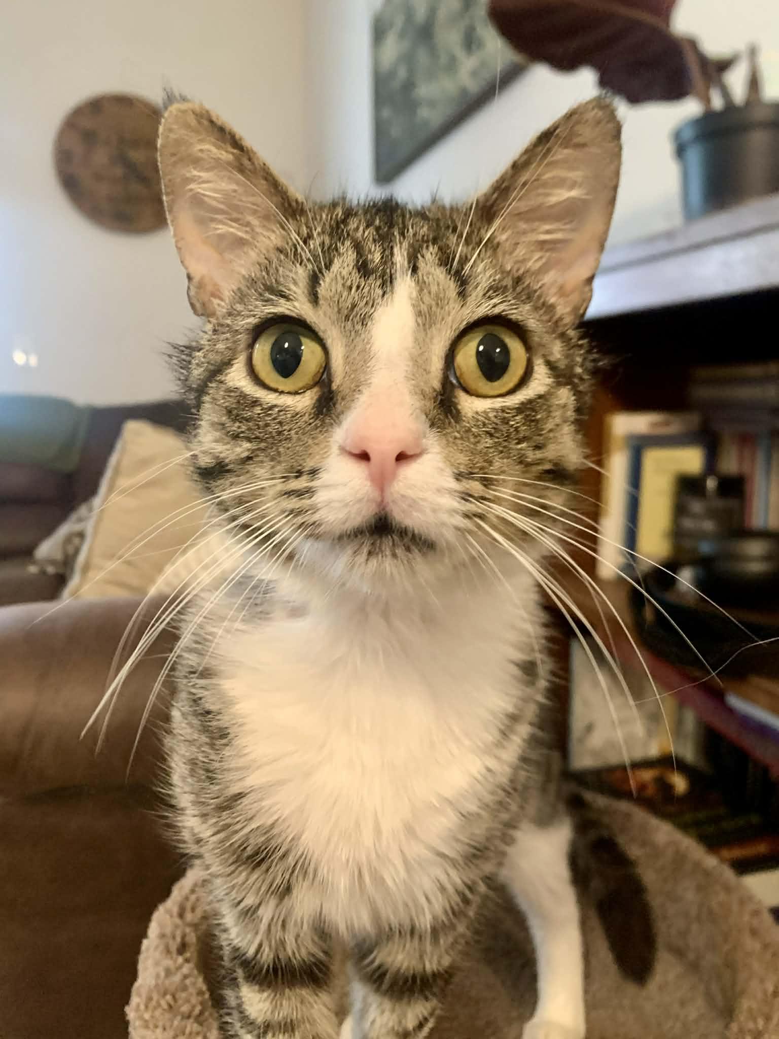 Marcel, adopted, Adult Male Domestic Short Hair.