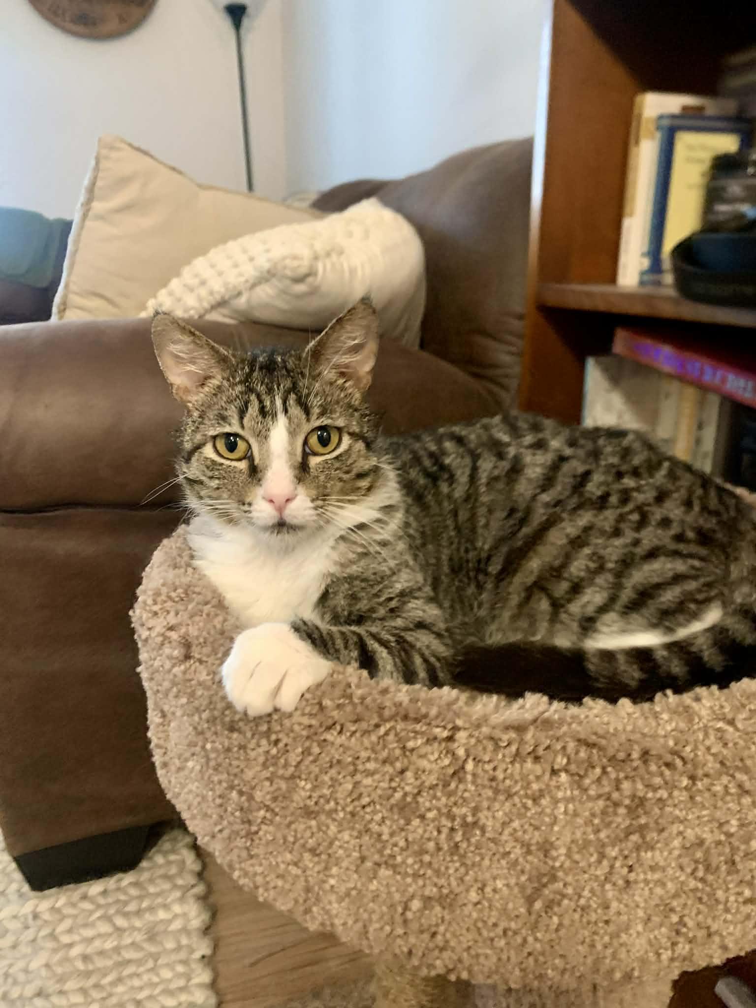 Marcel, an adopted Domestic Short Hair in Raeford, NC image 4/6