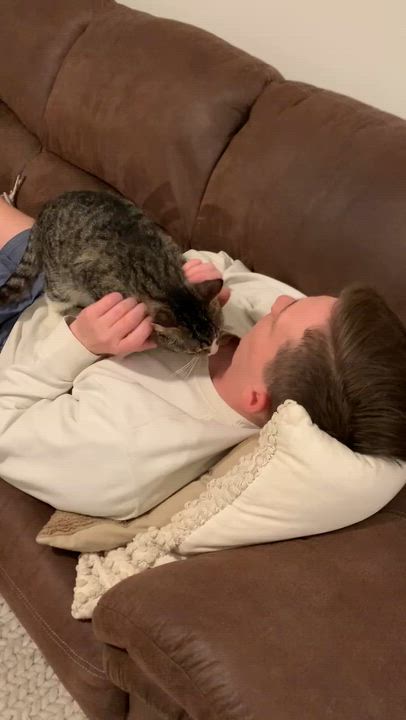 Enlarge Marcel, an adopted Domestic Short Hair in Raeford, NC video 6/6