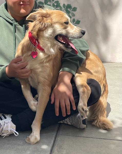 Enlarge Sophia - bonded with Patches, a ADOPTABLE mixed breed in Los Angeles, CA image 4/6